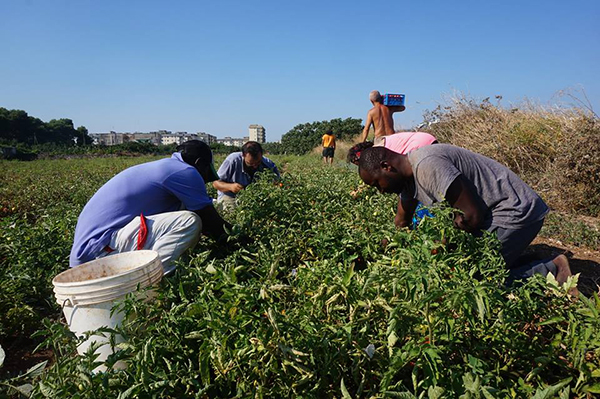 Lavoro: braccianti agricoli al sicuro, c’è l’ordinanza anticaldo