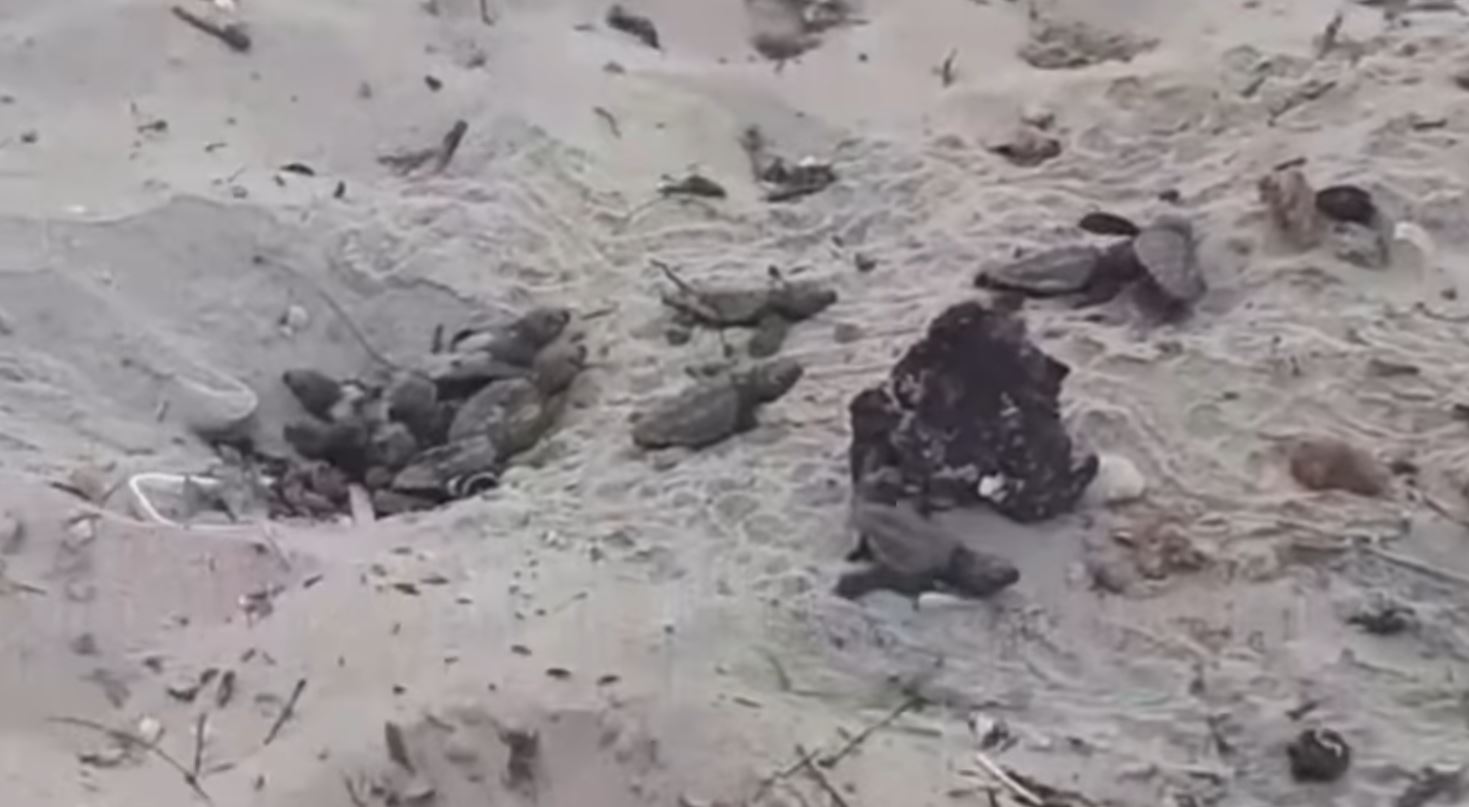 Nuova schiusa in Salento di tartarughe caretta caretta in spiaggia tra i bagnanti