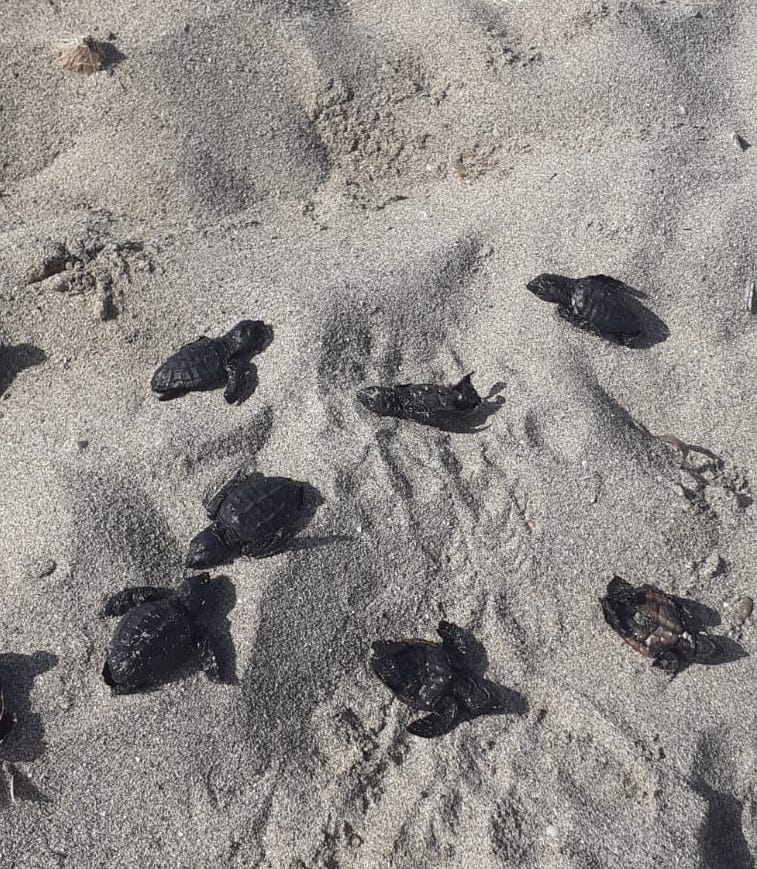 Strage di tartarughe nel Salento: una ruspa investe un nido durante la schiusa