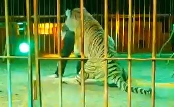 Incidente al circo Orfei. Oipa: «Subito una legge che vieti gli animali nei circhi»