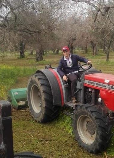 Xylella, Cosi: “Estendiamo gli indennizzi e accorciamo i tempi”