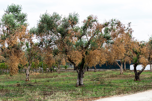 Xylella, Coldiretti: “Neanche un euro agli agricoltori a tre anni dal decreto”