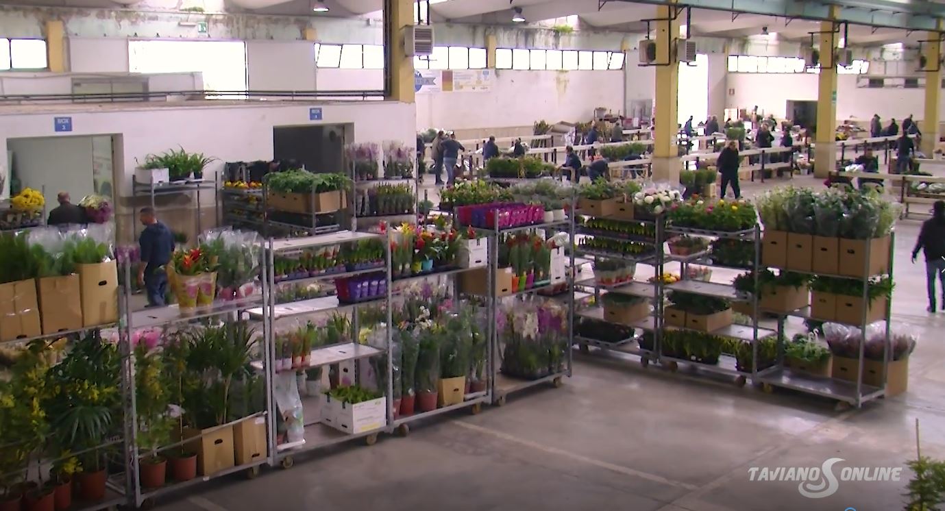 Viaggio nel mercato floricolo di Taviano