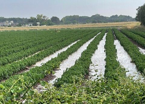 Maltempo, dopo alluvioni grandinata killer a Lecce su pomodori