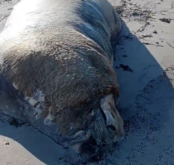Incredibile, ritrovato spiaggiato un bovino