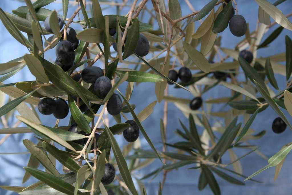 Giornata dell’albero: il Comune di Ruffano dona ulivi agli agricoltori