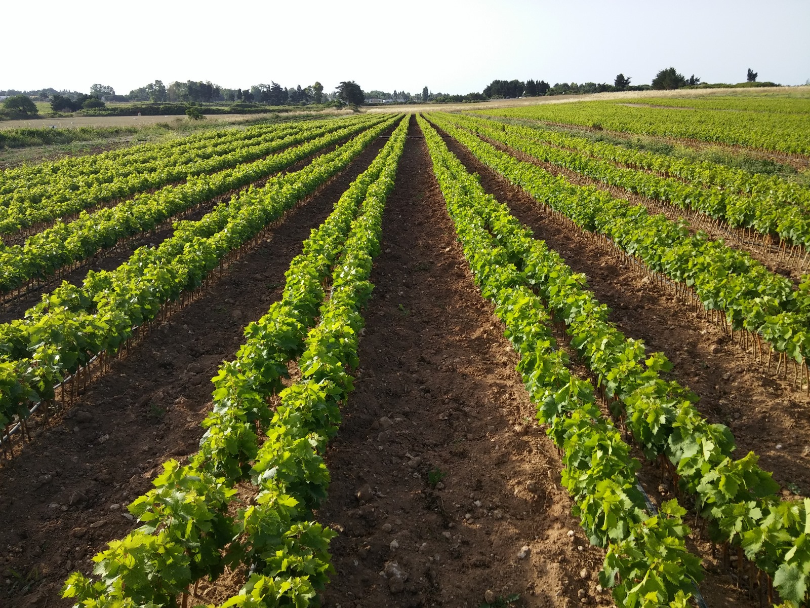 Istruttorie e consulenze alle Aziende Agricole, delibera regionale esclude gli agronomi 