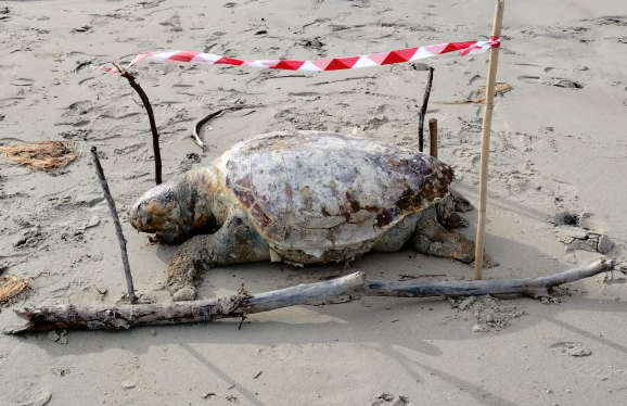 Grande tartaruga marina del peso di 200 kg circa morta in spiaggia a San Cataldo in Puglia